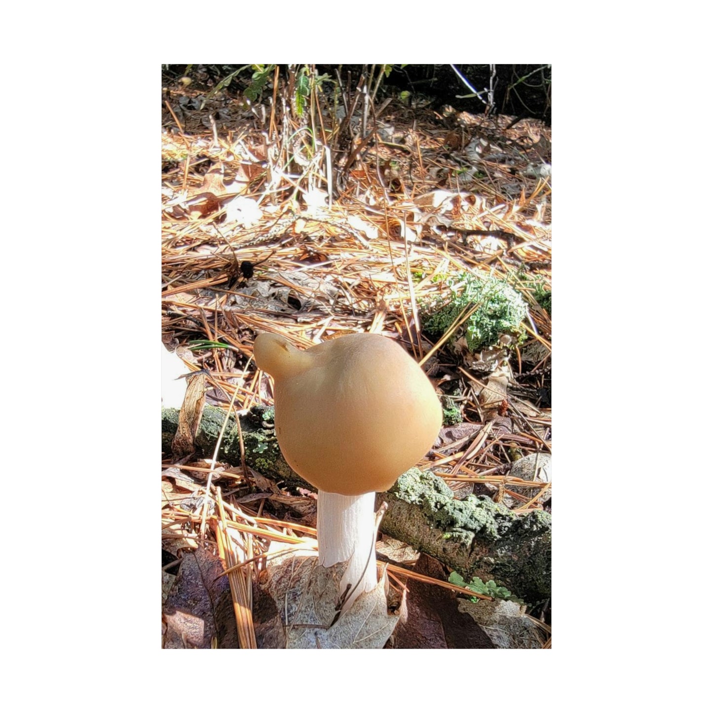 The Nosey Mushroom - Matte Vertical Posters