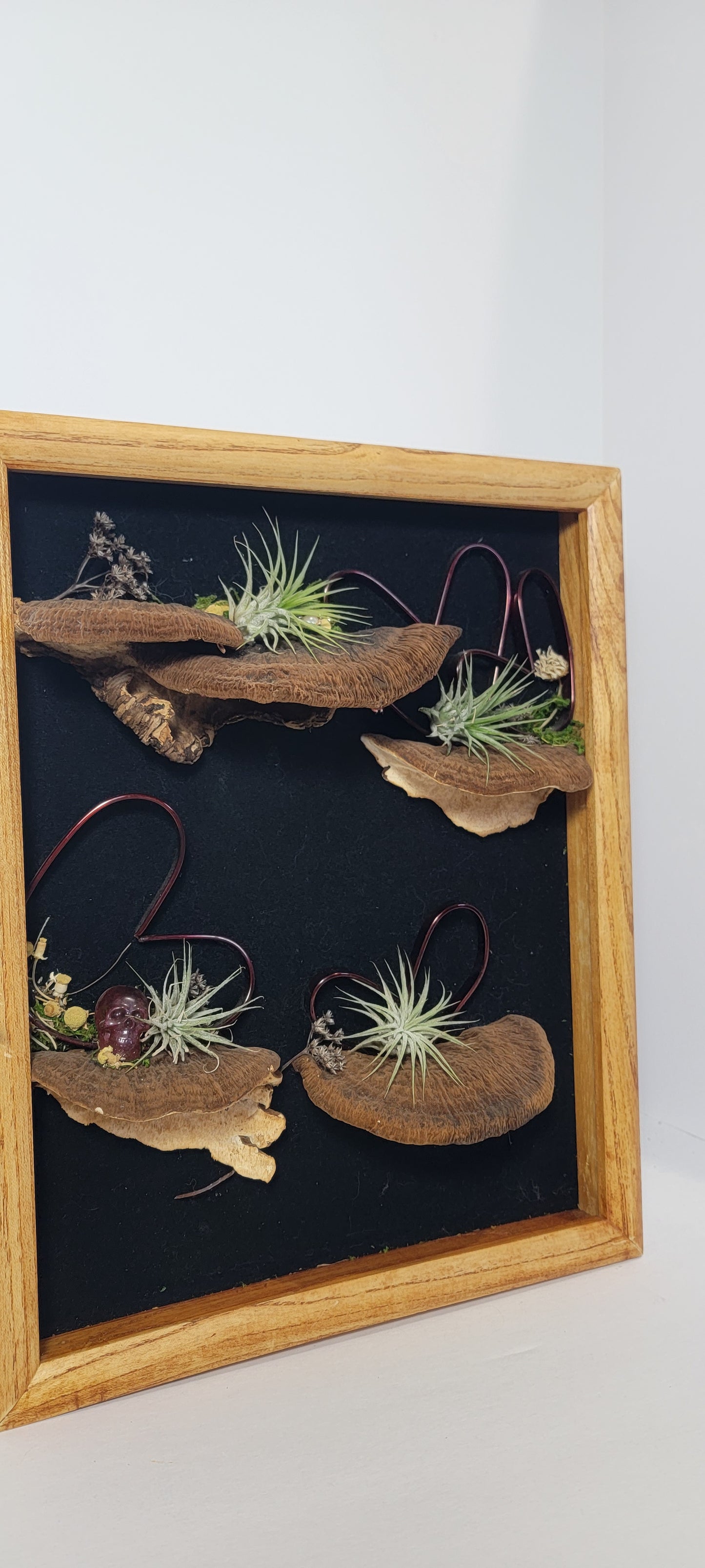 Air plant display- shelf mushrooms