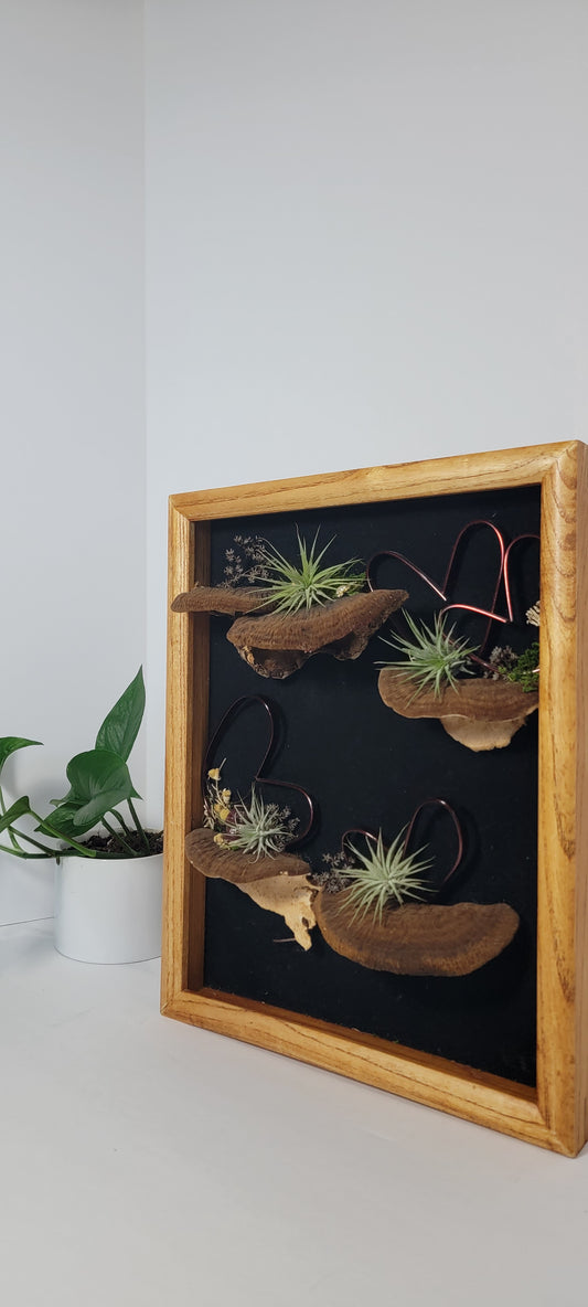 Air plant display- shelf mushrooms