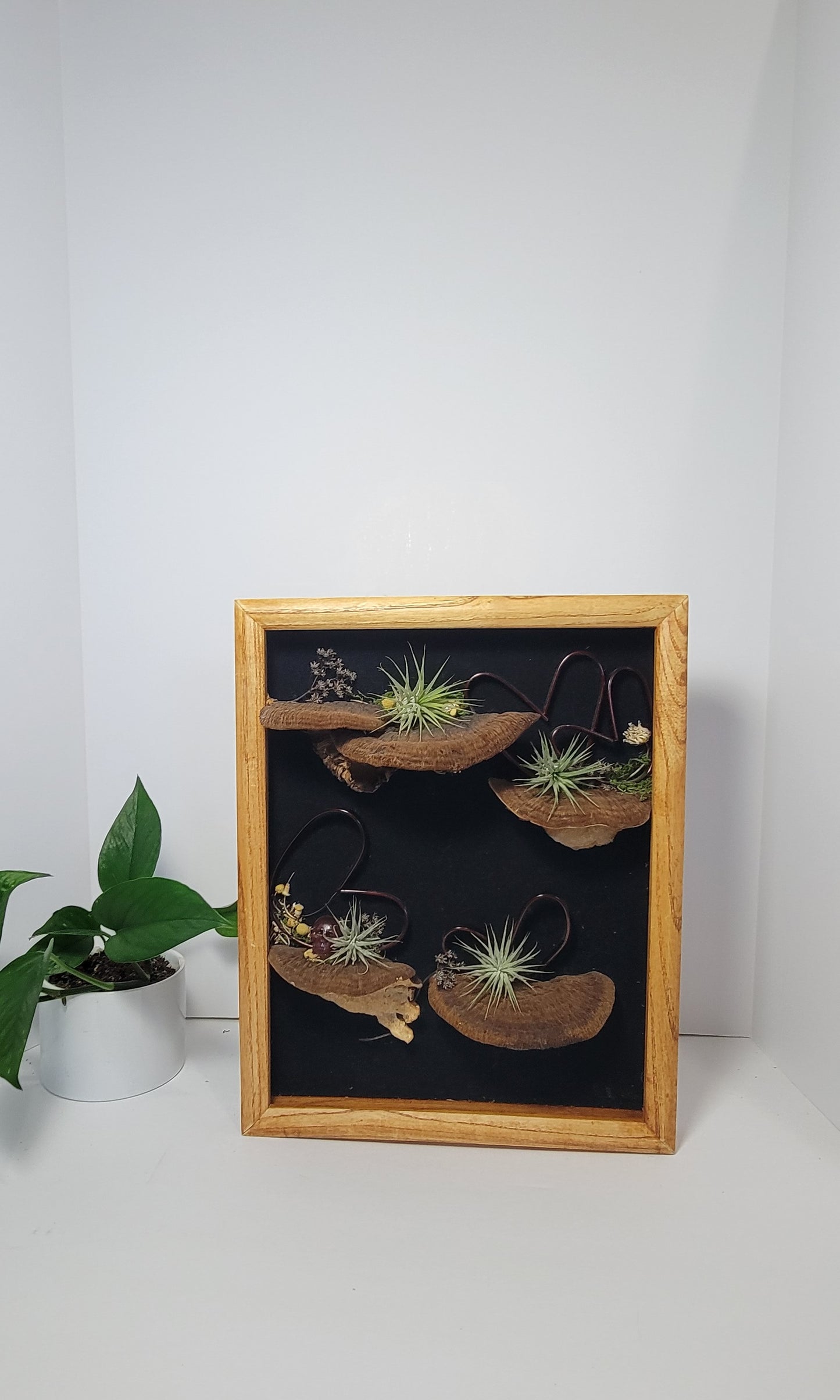 Air plant display- shelf mushrooms